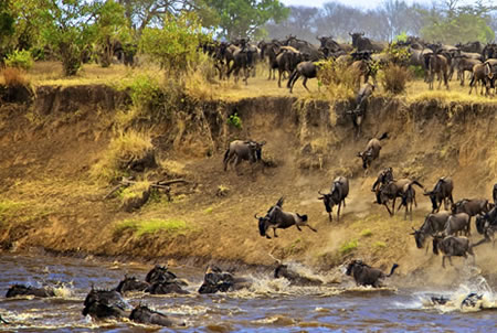 8 Days Masai Mara, Lake Nakuru, Amboseli, Tsavo West and Tsavo East Safari